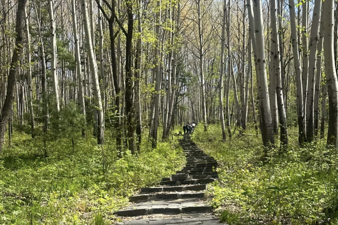 Qingshan Forest Park